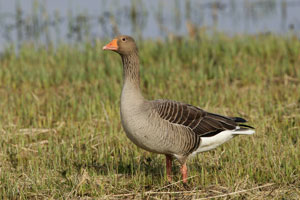 wild fowl photography by Betty Fold Gallery